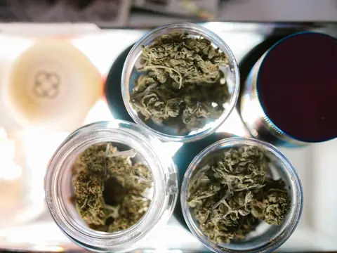 Three open glass jars of dried cannabis flower seen from above on a lit counter