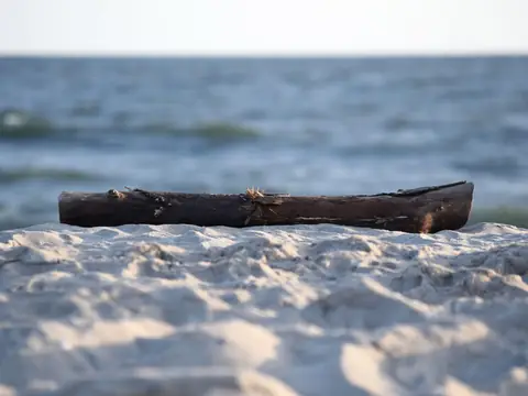 A piece of driftwood on white sand with the sea behind it, at Fire Island