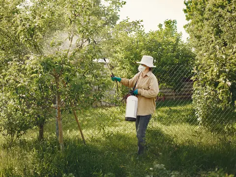 A person in a sun hat and mask spraying young trees in a garden from a hand sprayer