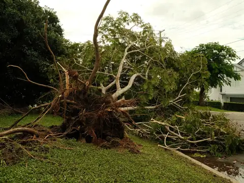 A large tree lying uprooted on a lawn beside a street, its roots in the air