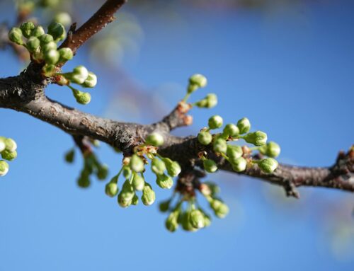 Why Nyc Businesses Need an Seo Agency for Spring Growth