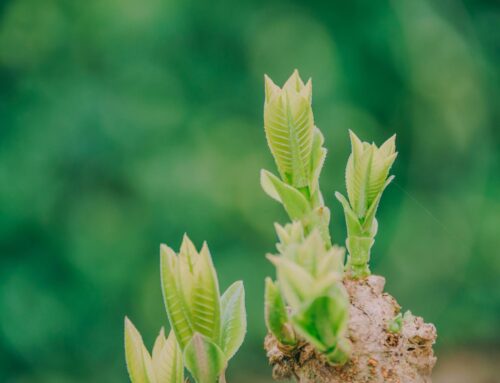 How a Local Seo Agency Can Revitalize Your Nyc Spring Business