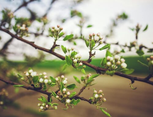 Unlocking Spring Success: Your Local Seo Agency in Nyc